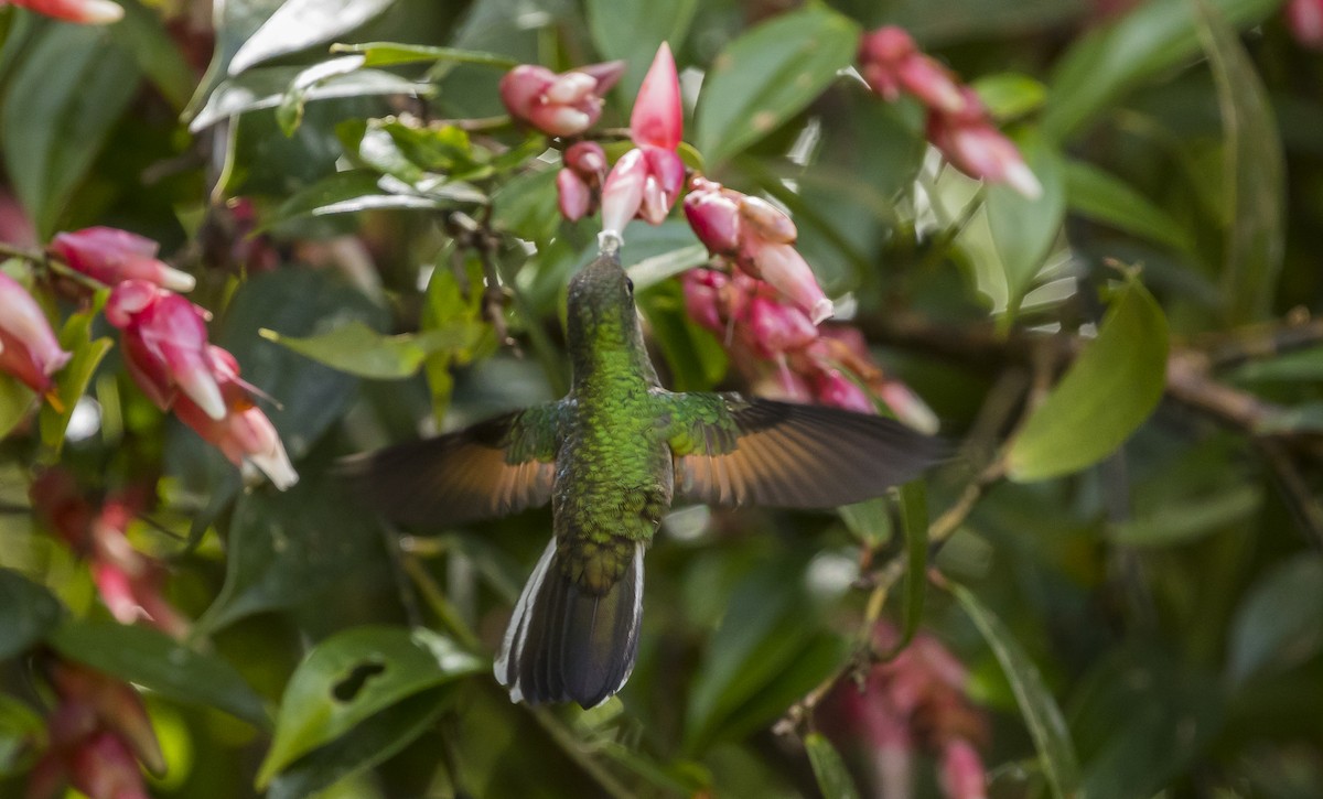 Stripe-tailed Hummingbird - Manlio Cuevas L.