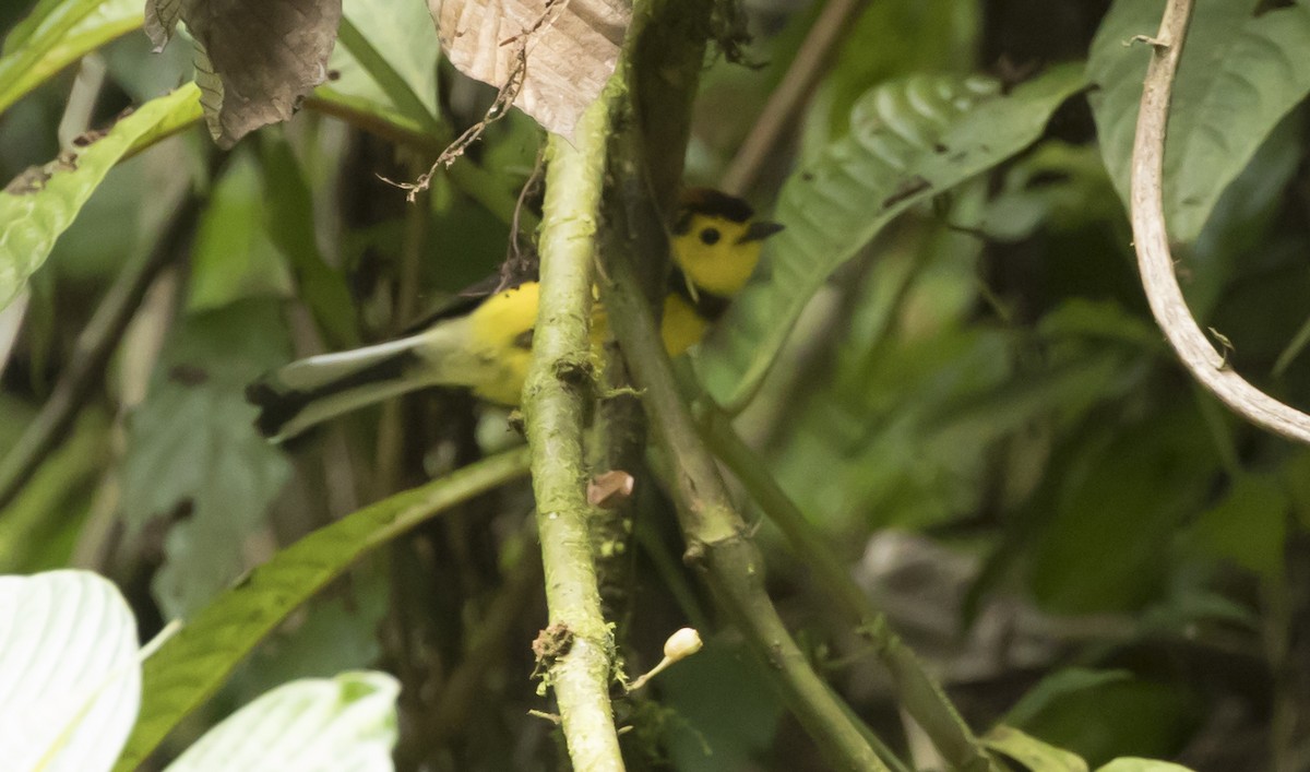 Collared Redstart - ML284406661