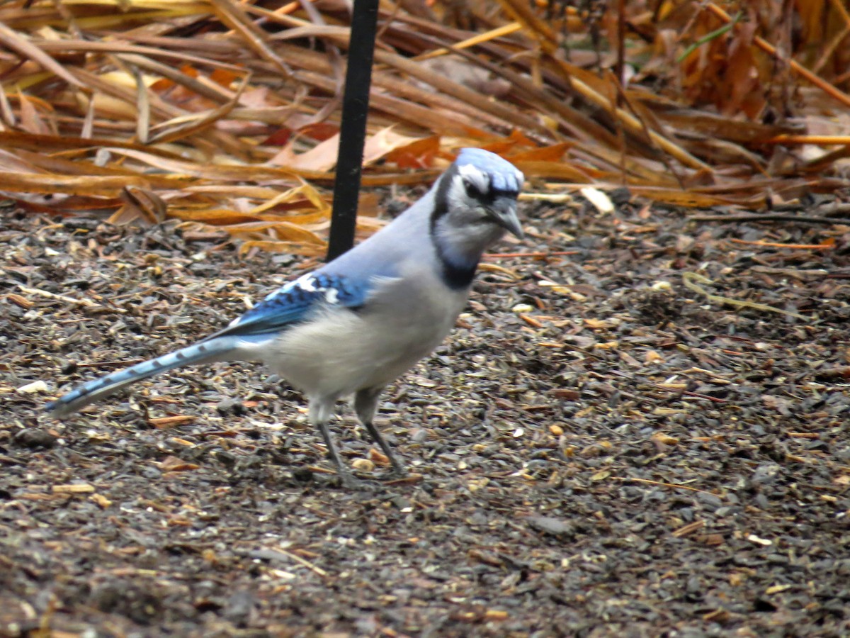 Blue Jay - ML284407671