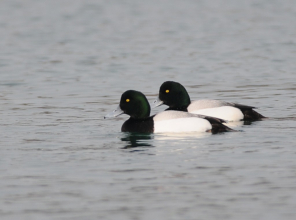 Greater Scaup - Haldun Savaş