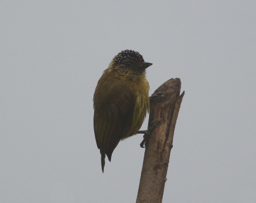 Olivaceous Piculet - ML284408401