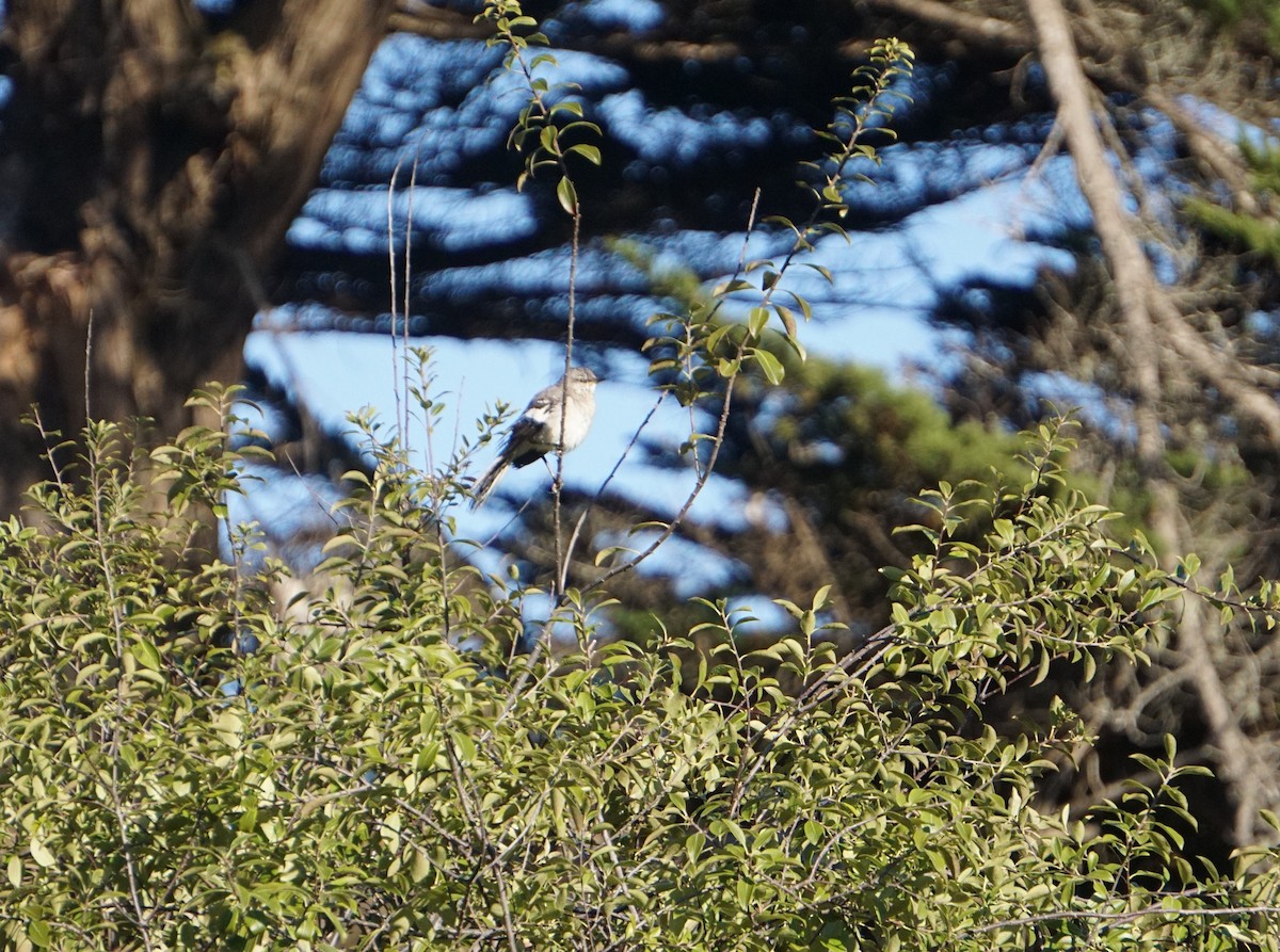 Northern Mockingbird - Jonathan Bowser