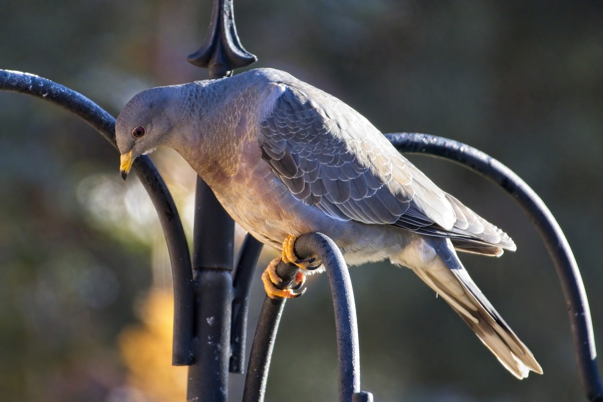 Band-tailed Pigeon - ML284409401