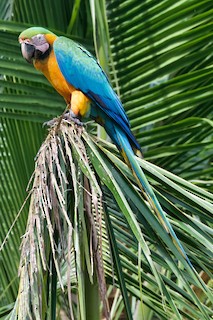 雑種 ルリコンゴウインコ x ベニコンゴウインコ - eBird