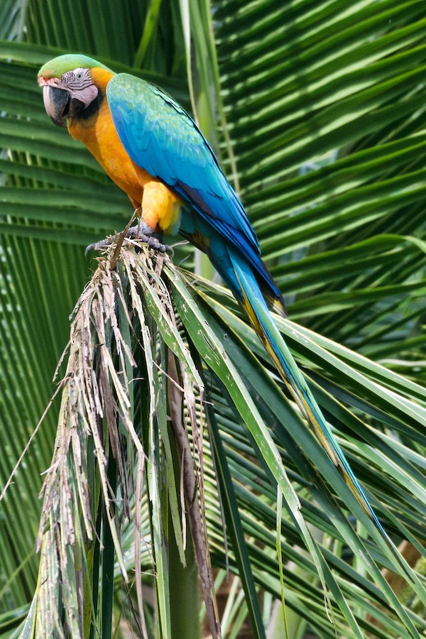 雑種 ルリコンゴウインコ ｘ ベニコンゴウインコ - eBird