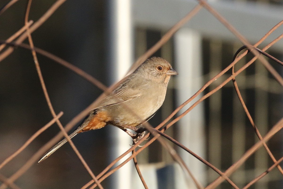 California Towhee - ML284417241