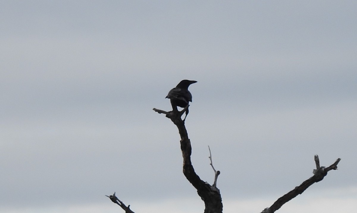 American Crow - ML284417771