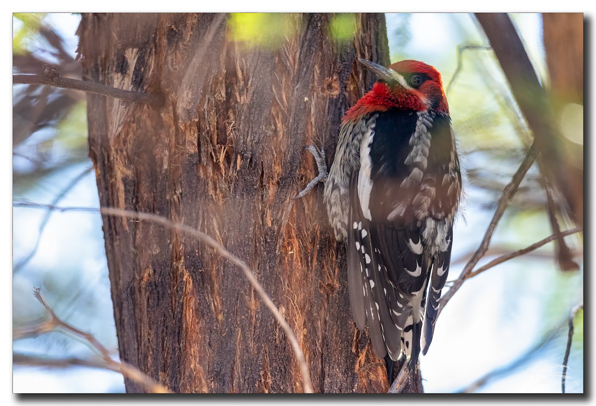 Red-breasted Sapsucker - Robert Gallucci