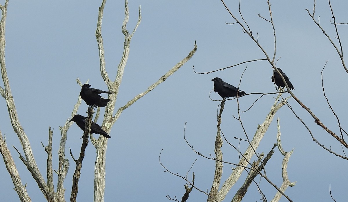 American Crow - ML284418411