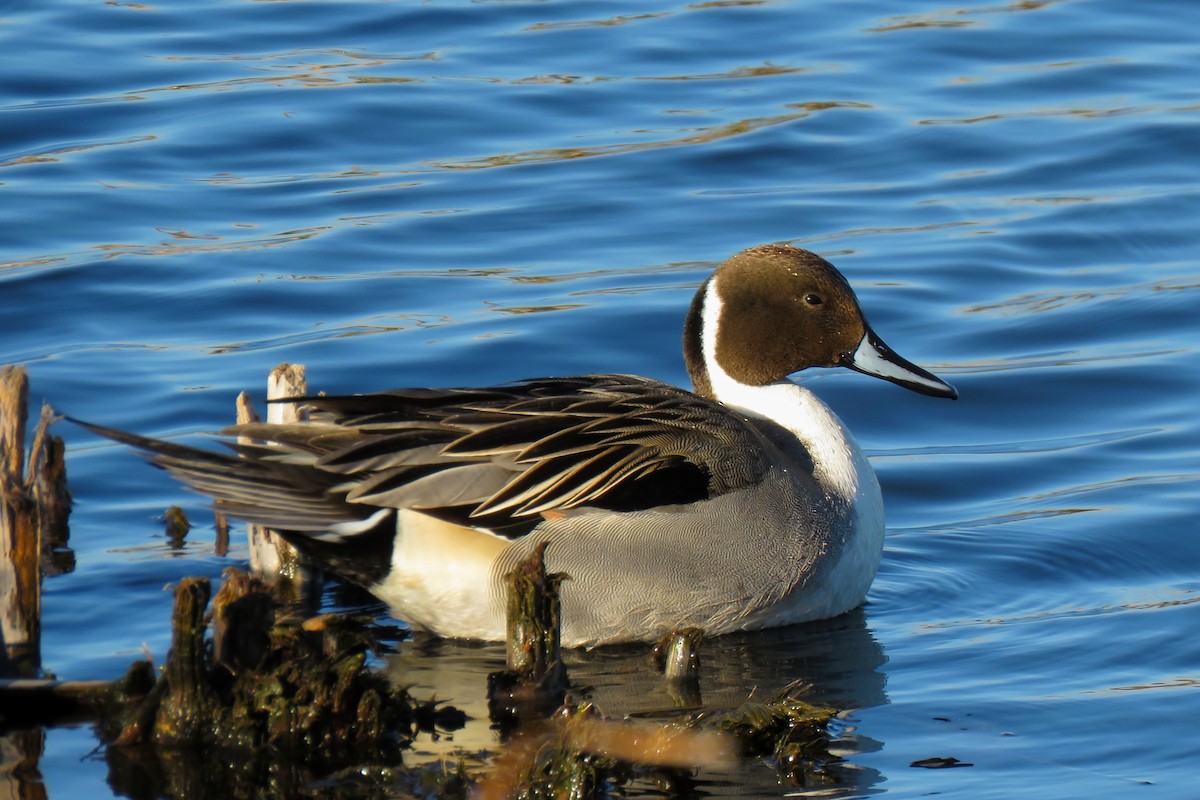 Northern Pintail - Tiago Guerreiro