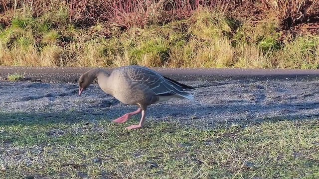 Pink-footed Goose - ML284419161