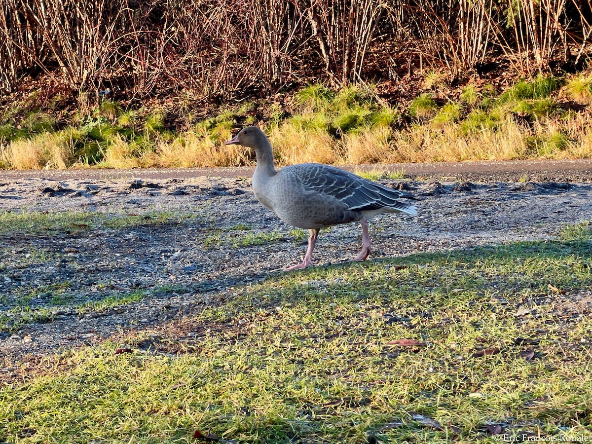 Pink-footed Goose - ML284422811