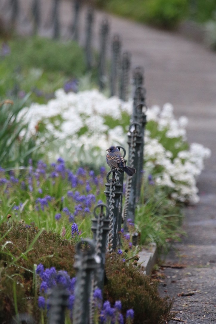 Blue Grosbeak - ML284424791