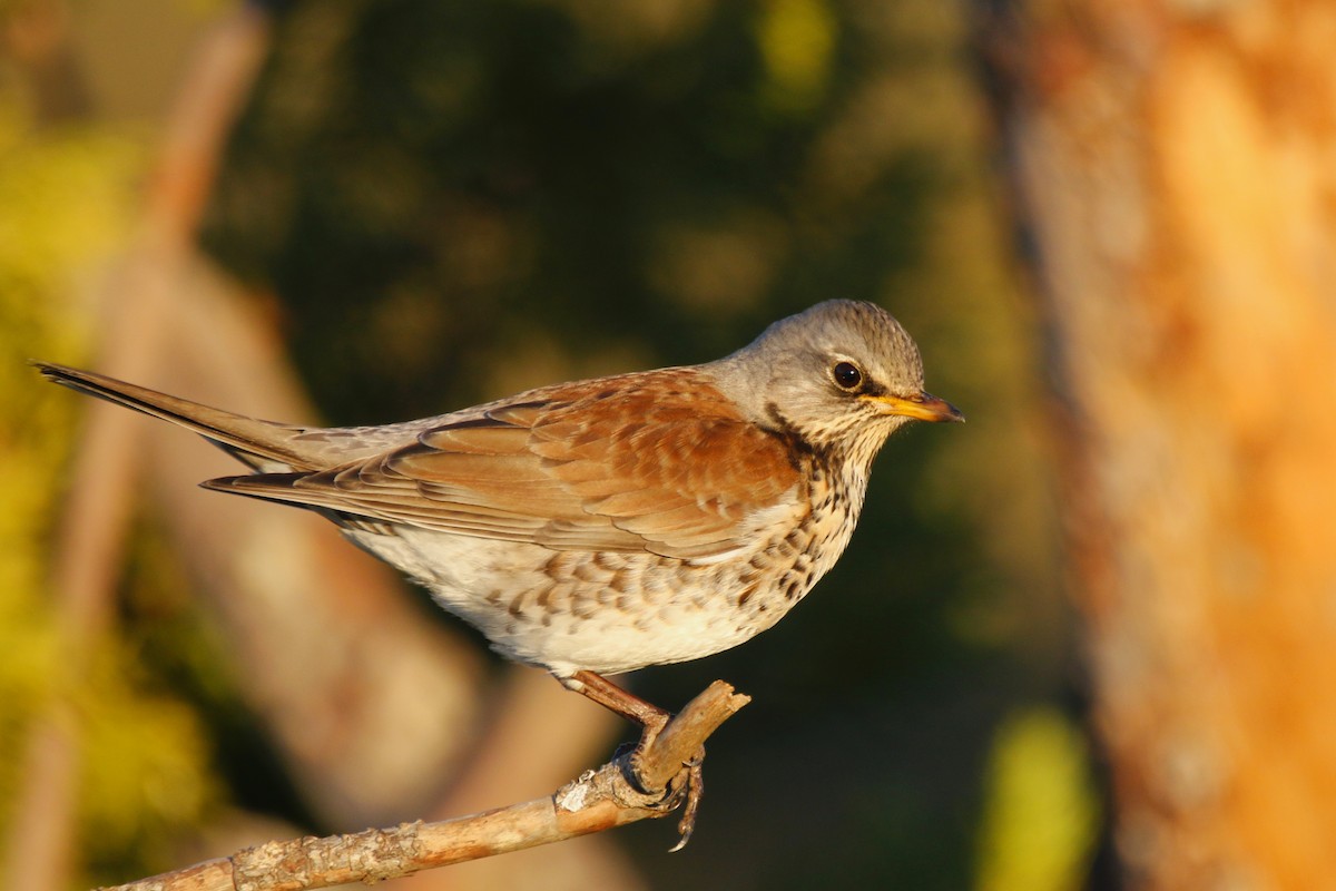Fieldfare - Tiago Guerreiro