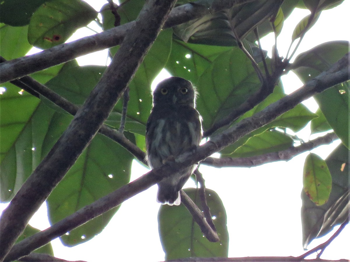 Amazonian Pygmy-Owl - ML284425081