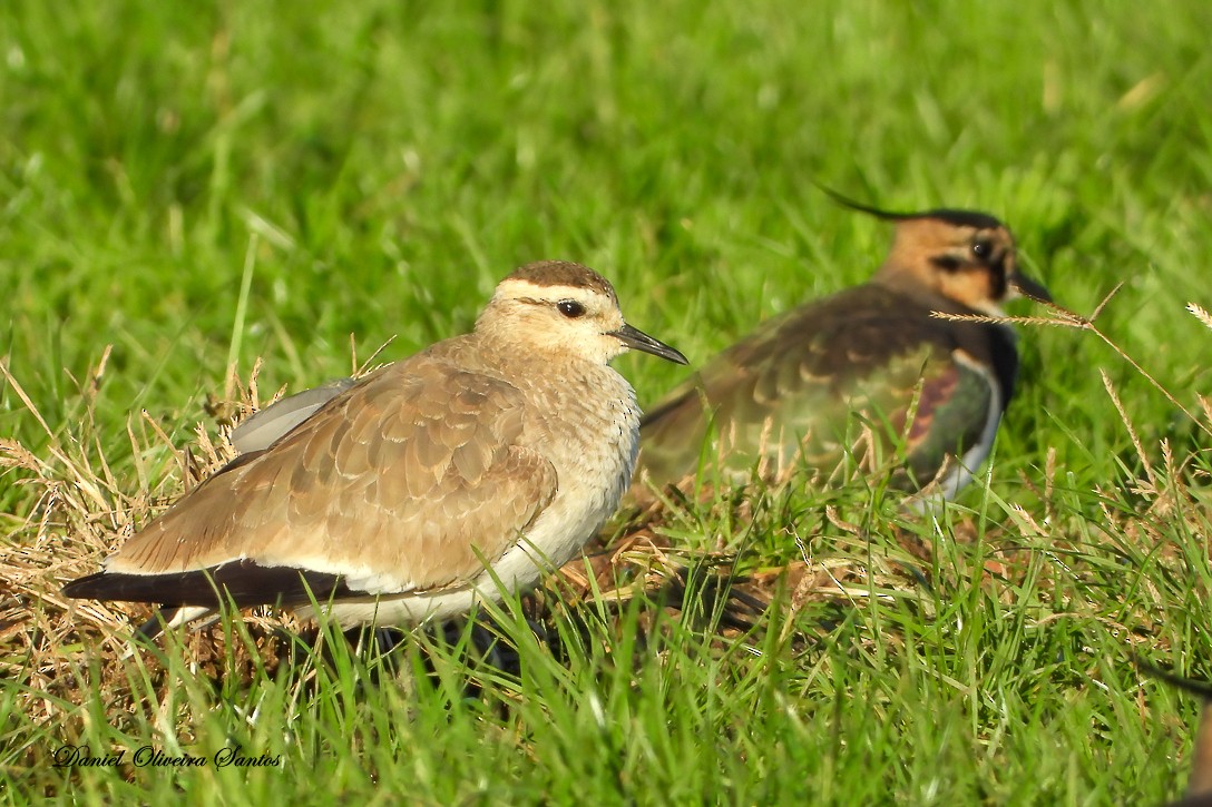 Sociable Lapwing - ML284425161