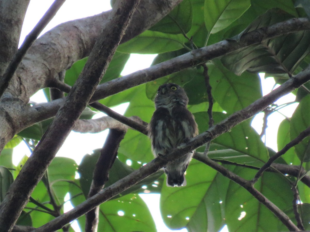 Amazonian Pygmy-Owl - ML284425171