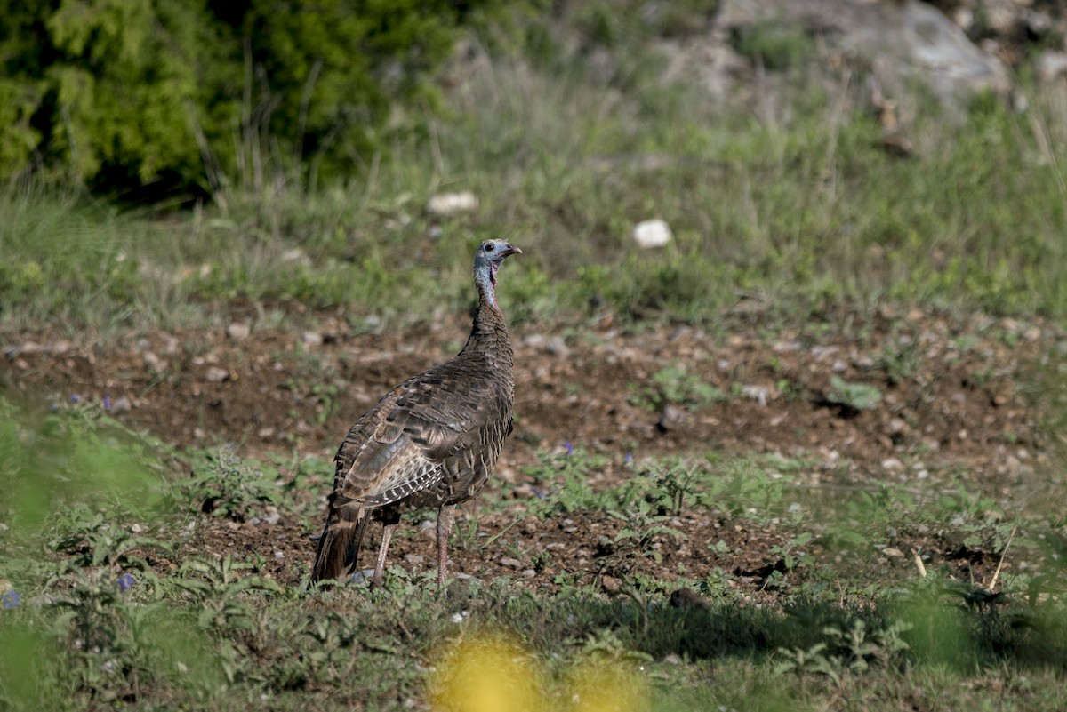 Wild Turkey - ML284426581