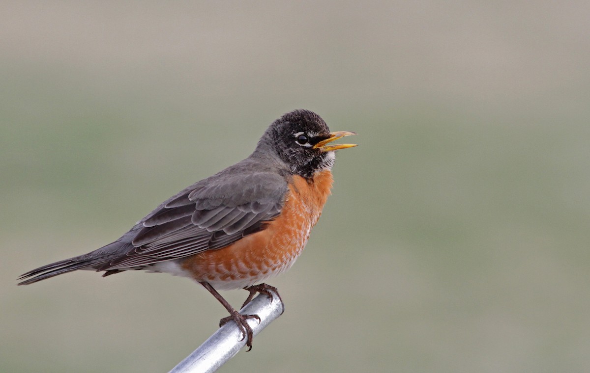 American Robin - ML28442681