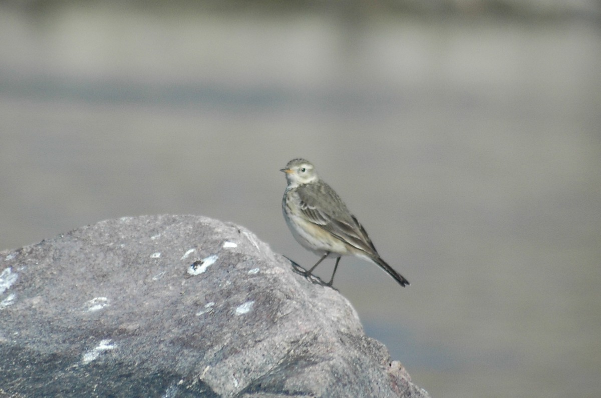 Pipit d'Amérique - ML284428181