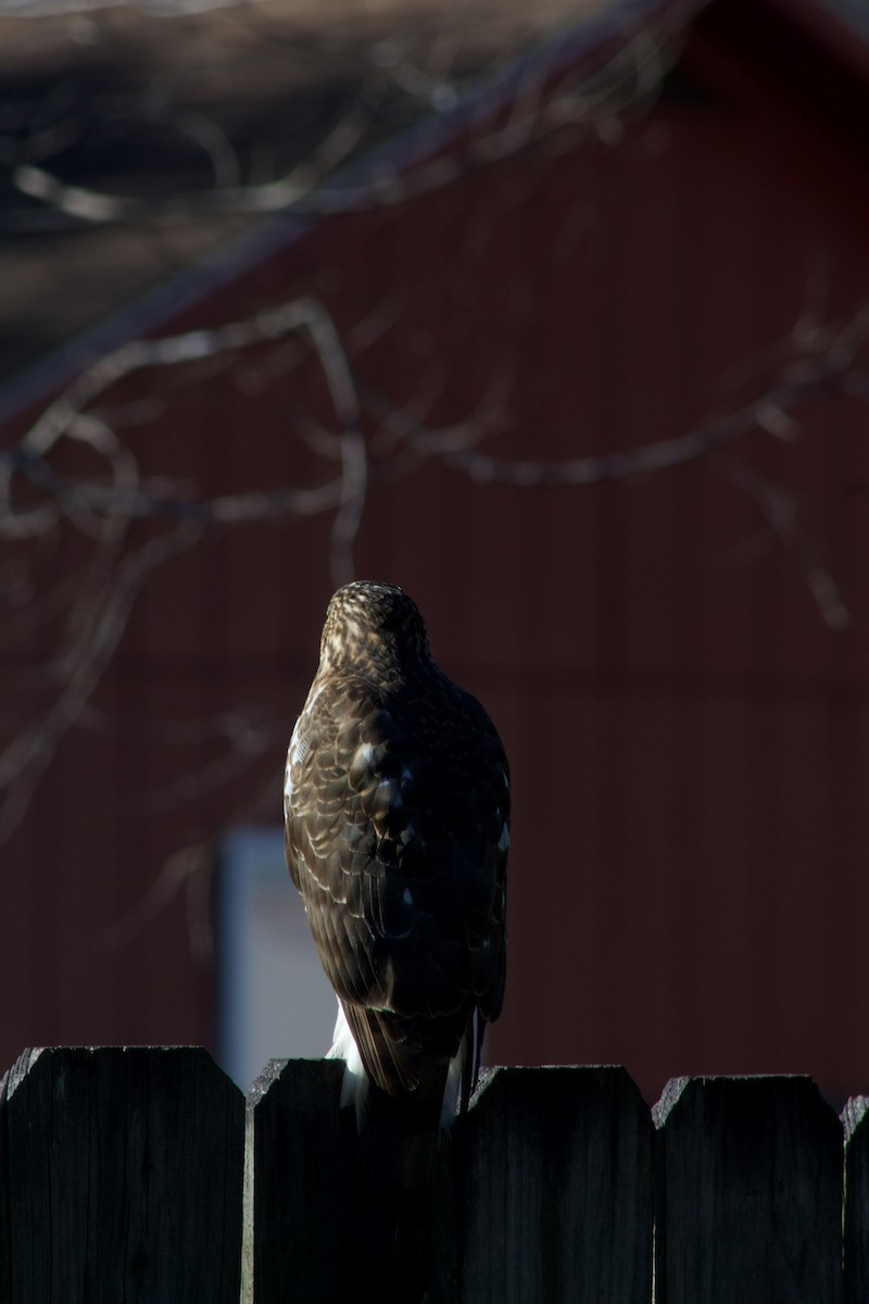 Accipitrine hawk sp. (former Accipiter sp.) - ML284430441