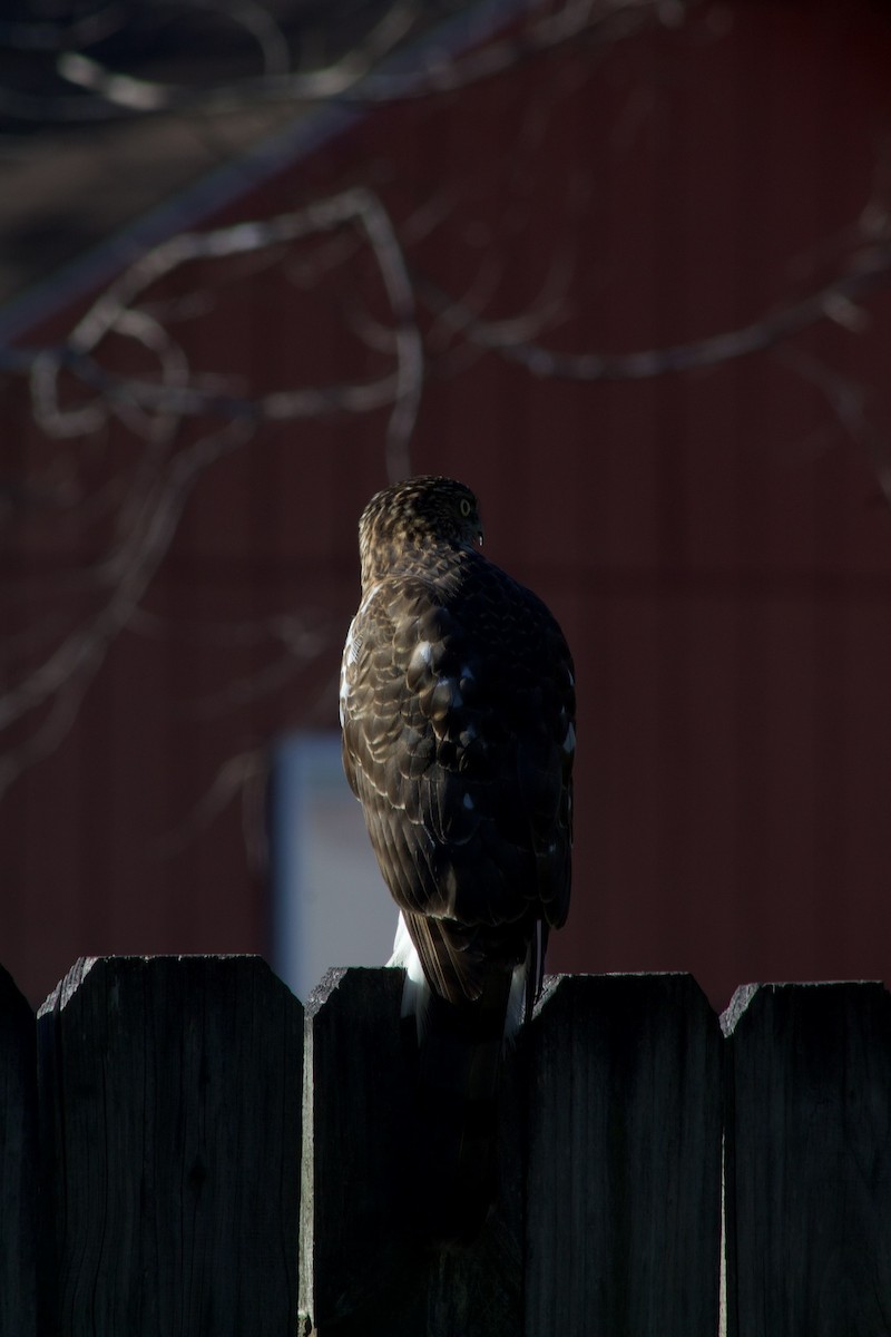 Accipitrine hawk sp. (former Accipiter sp.) - ML284430451