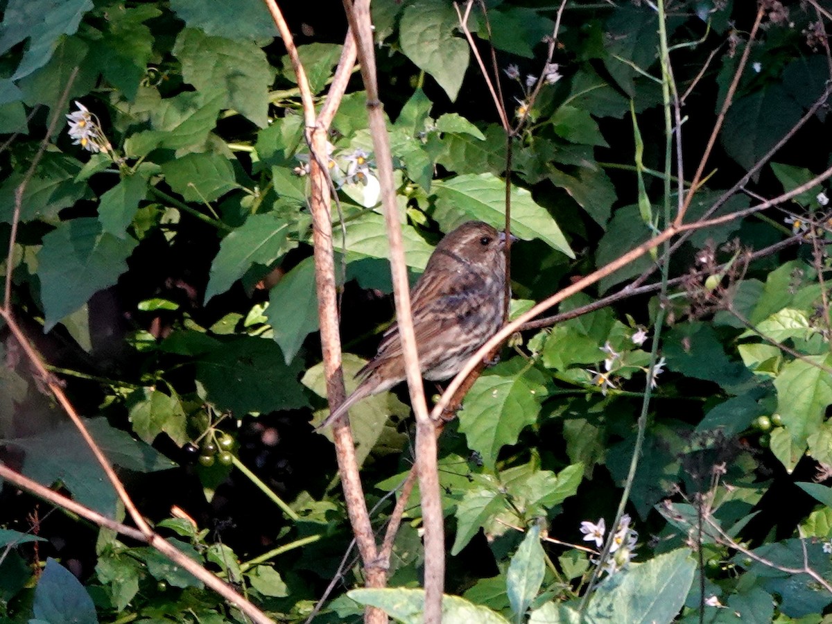 Purple Finch - ML284431311