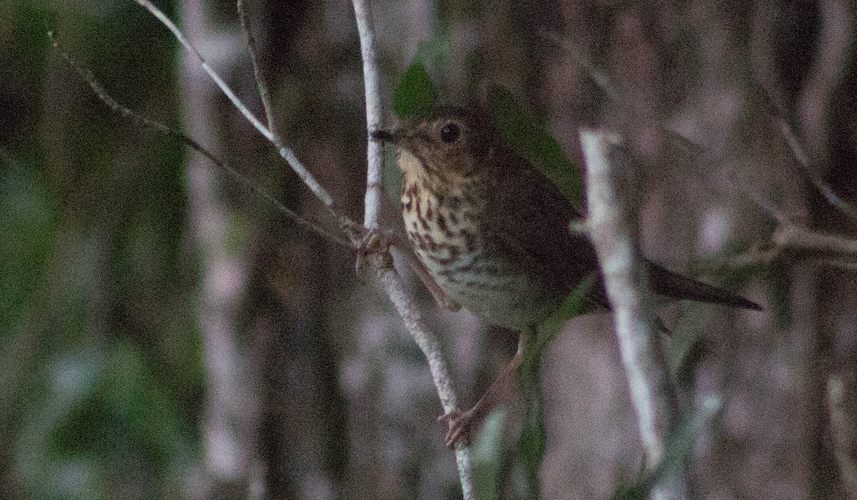 Swainson's Thrush - ML284431551