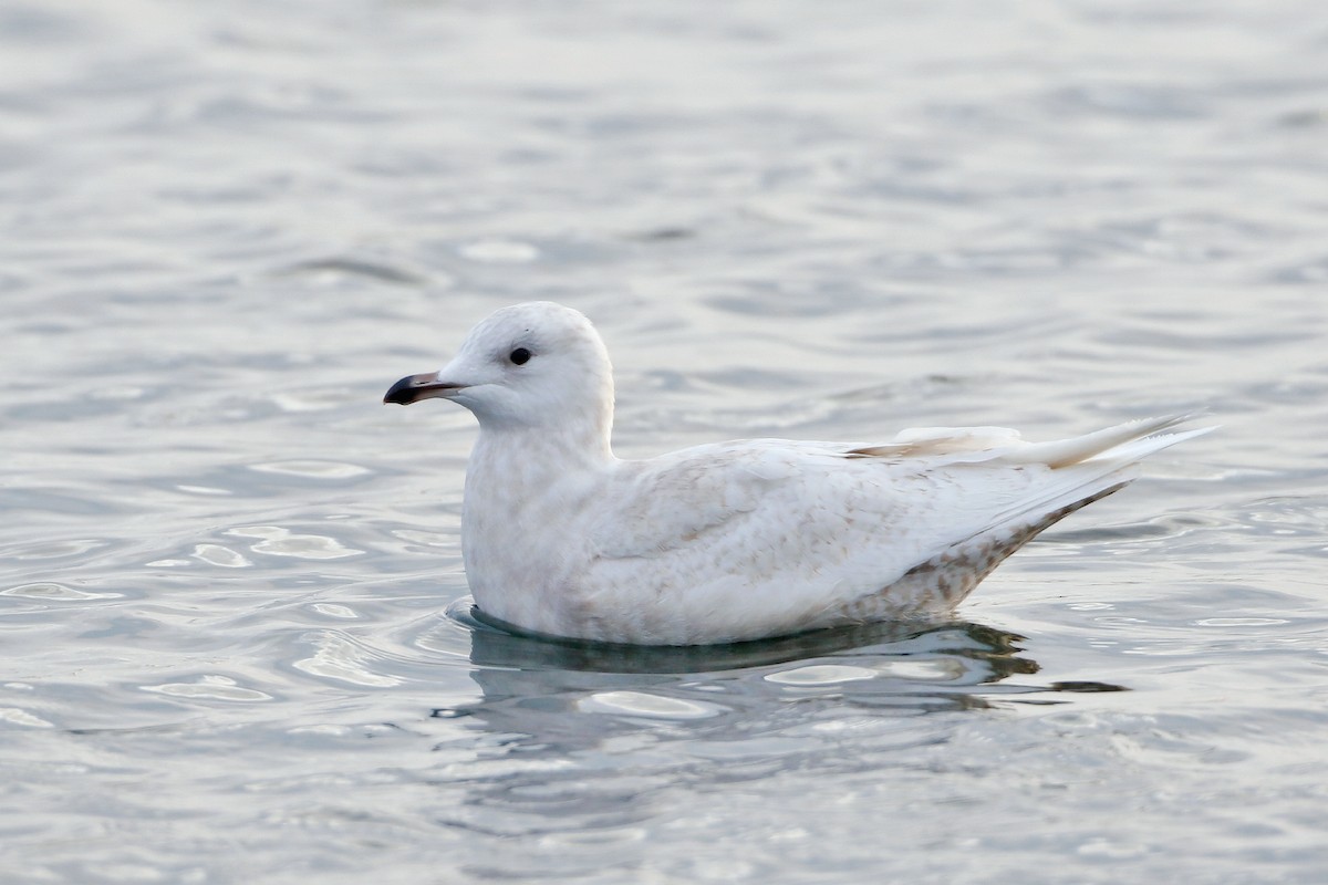 Iceland Gull - ML284431721