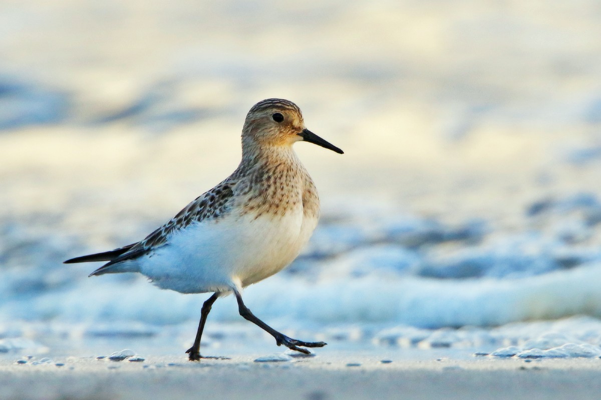 Байрдийн элсэг - ML284432631