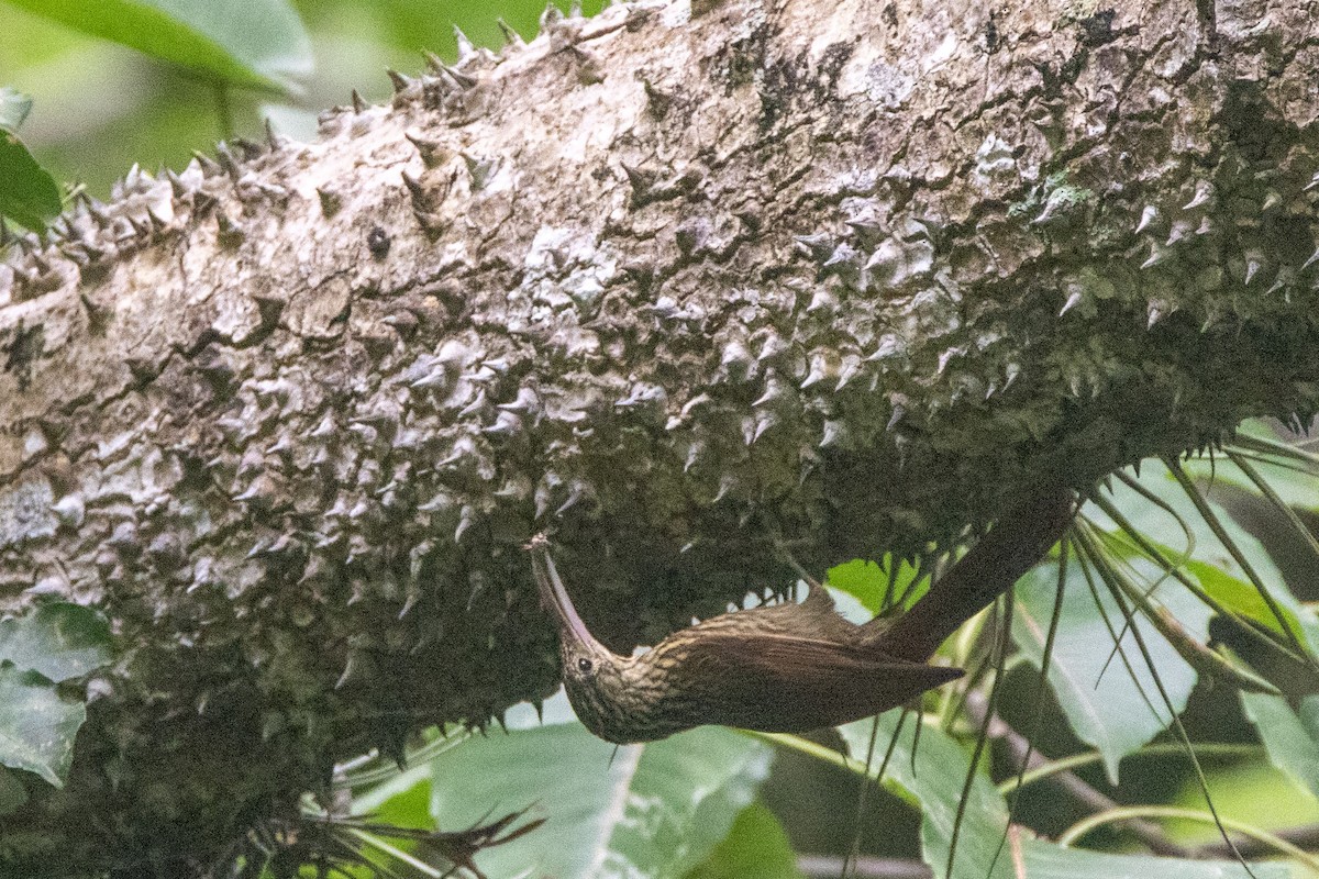 Ivory-billed Woodcreeper - ML284434511