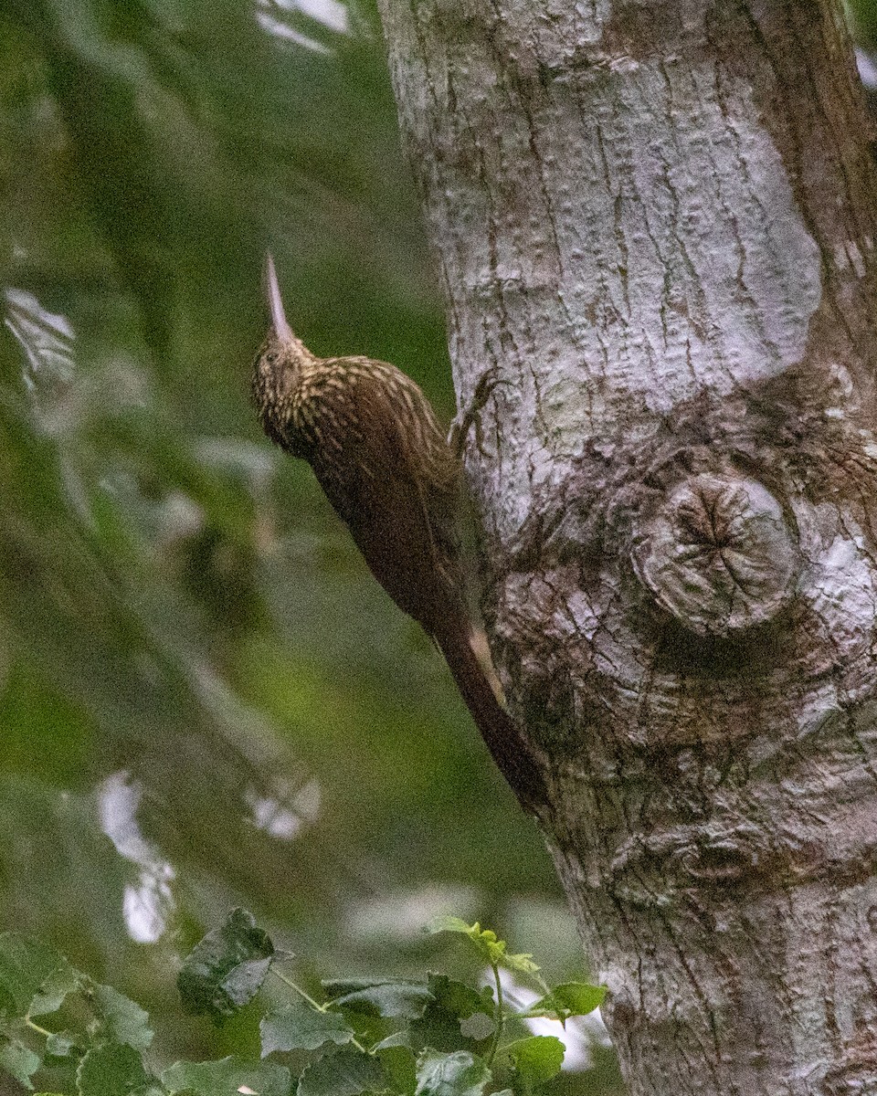 Ivory-billed Woodcreeper - ML284434521