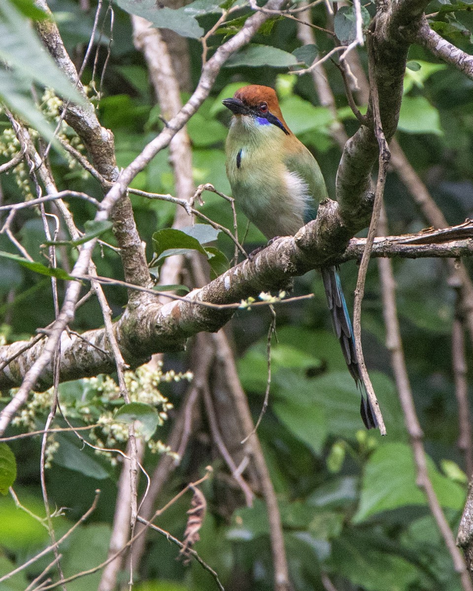 Russet-crowned Motmot - ML284435751