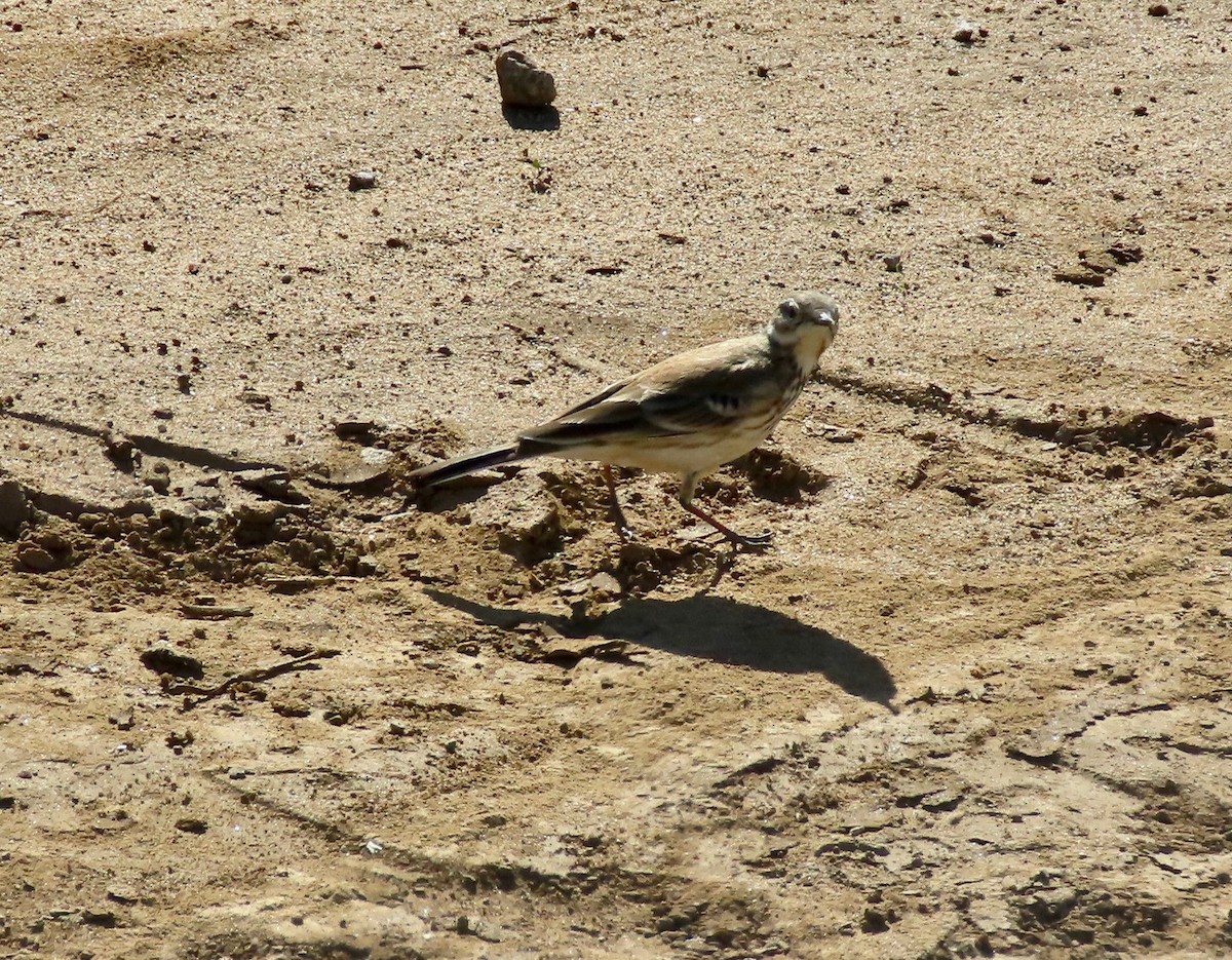 American Pipit - ML284435931