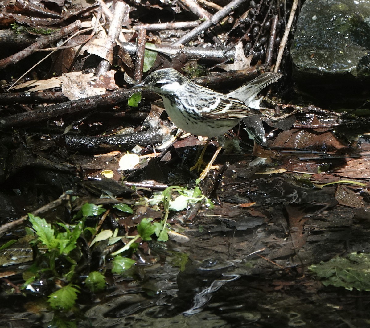 Blackpoll Warbler - ML284436301
