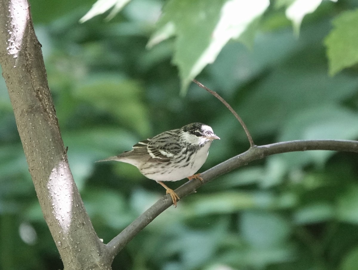 Blackpoll Warbler - ML284436541
