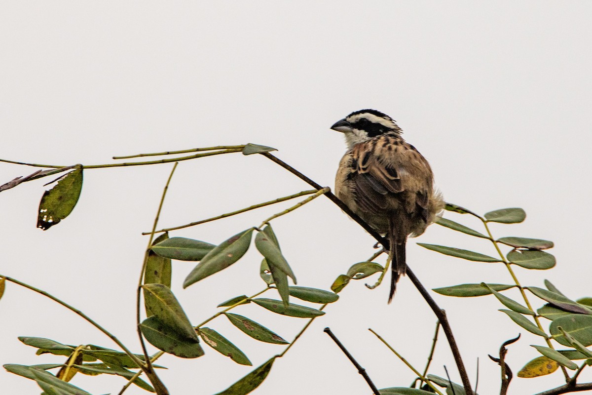 Stripe-headed Sparrow - ML284436821