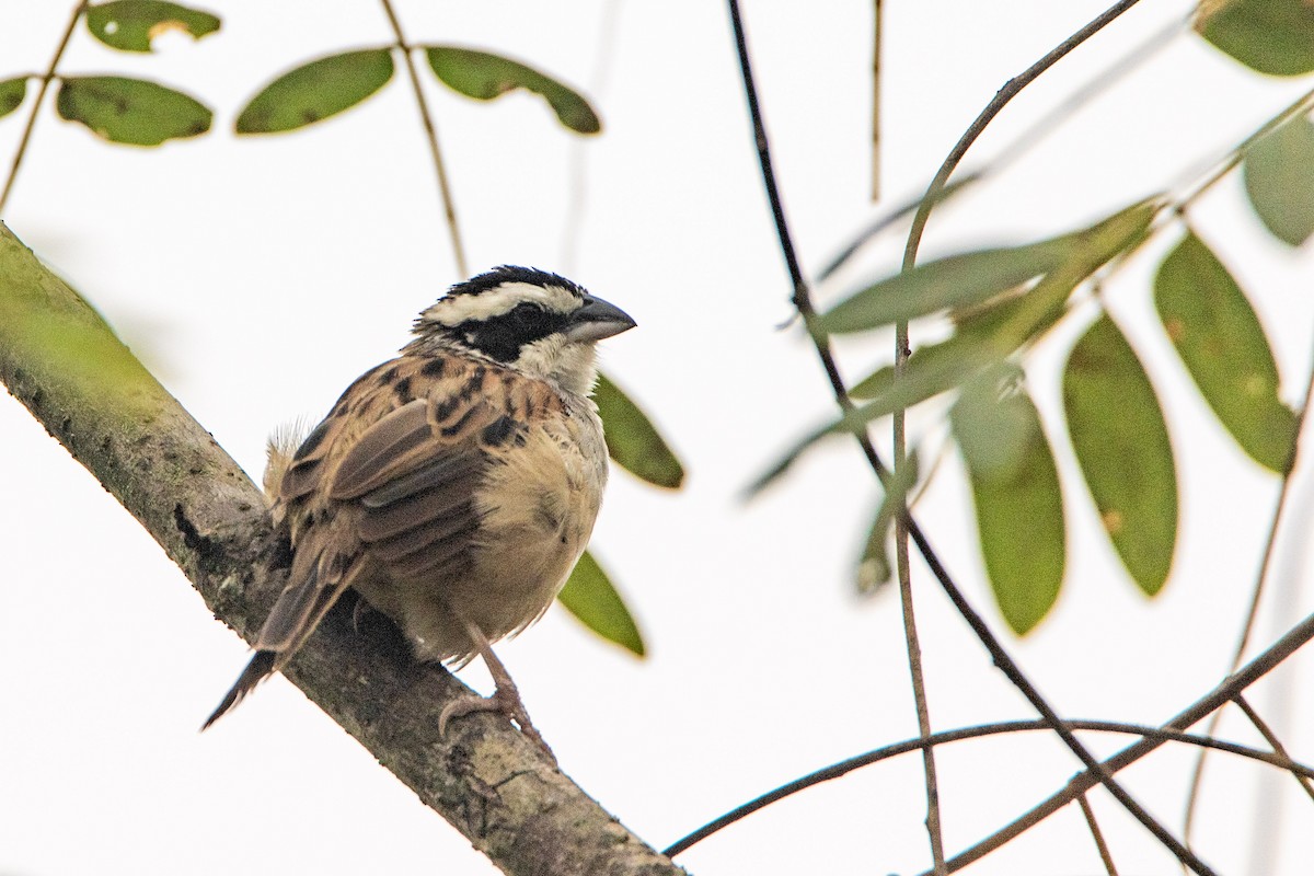 Stripe-headed Sparrow - ML284436831