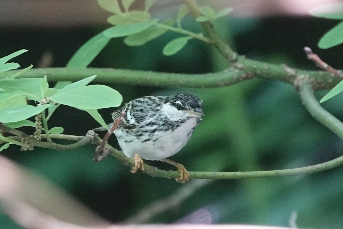 Blackpoll Warbler - ML284436861