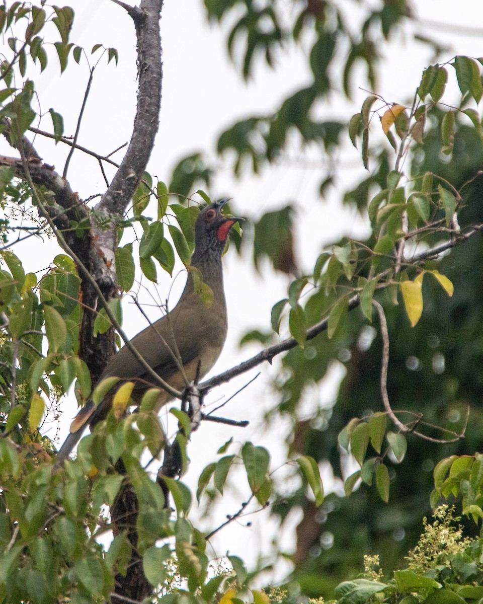 West Mexican Chachalaca - Tim Ludwick