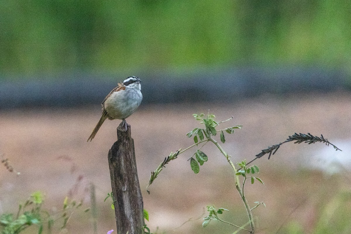 Stripe-headed Sparrow - ML284436911