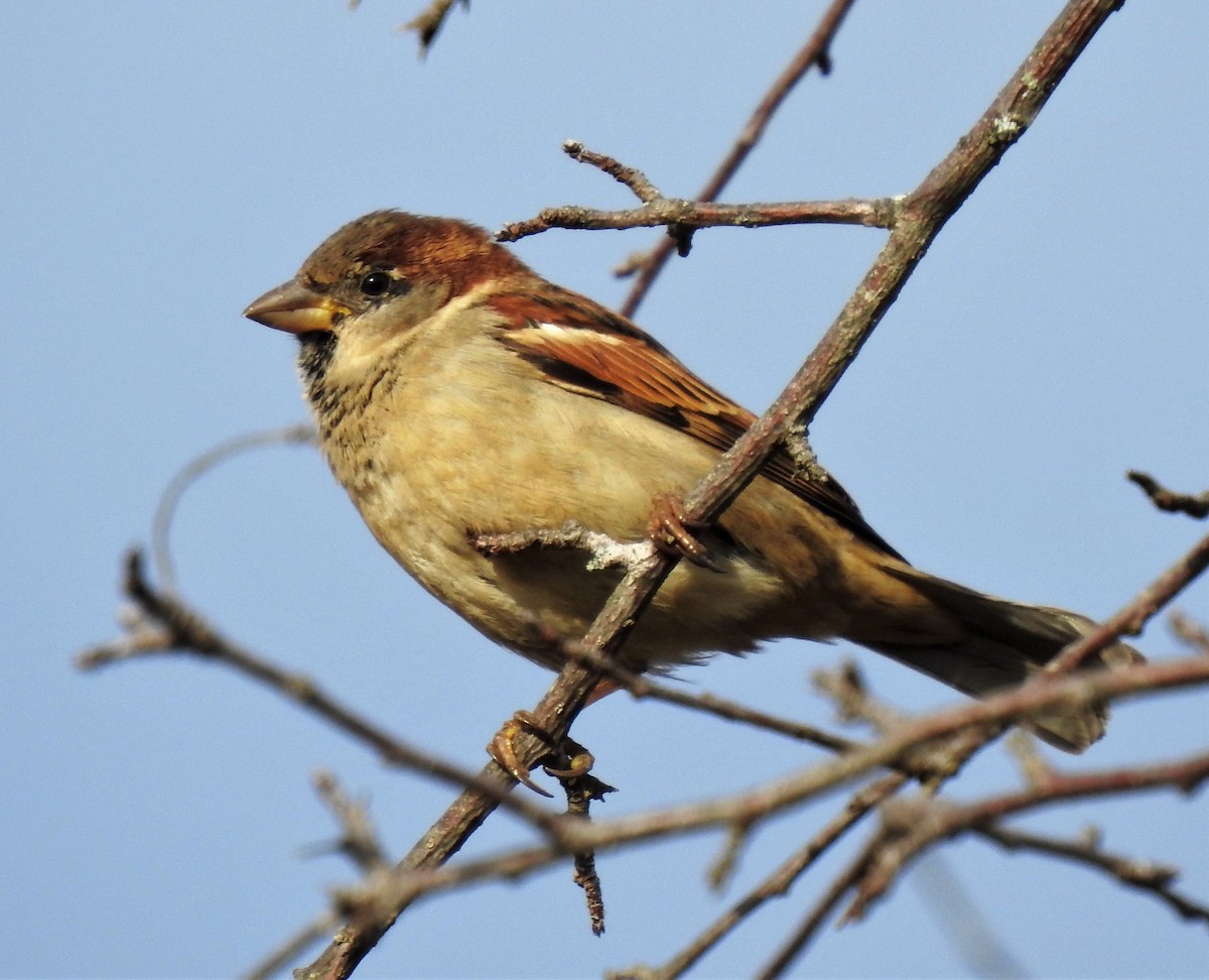 House Sparrow - ML284436981