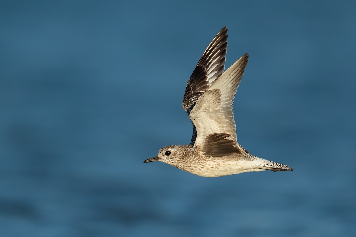 Black-bellied Plover - ML284437801