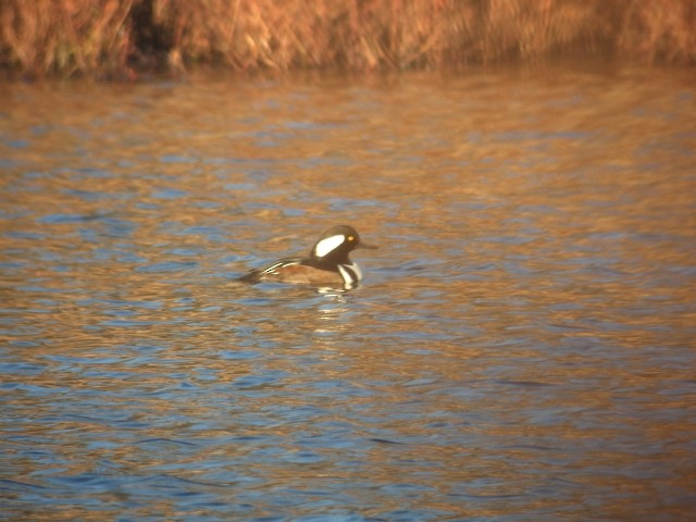 Hooded Merganser - ML284438831