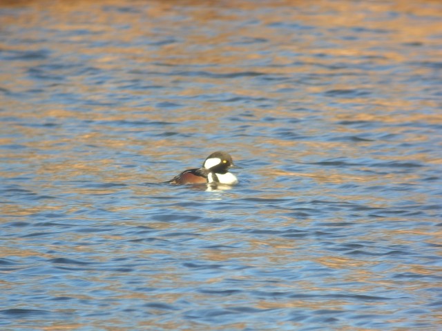 Hooded Merganser - ML284439001