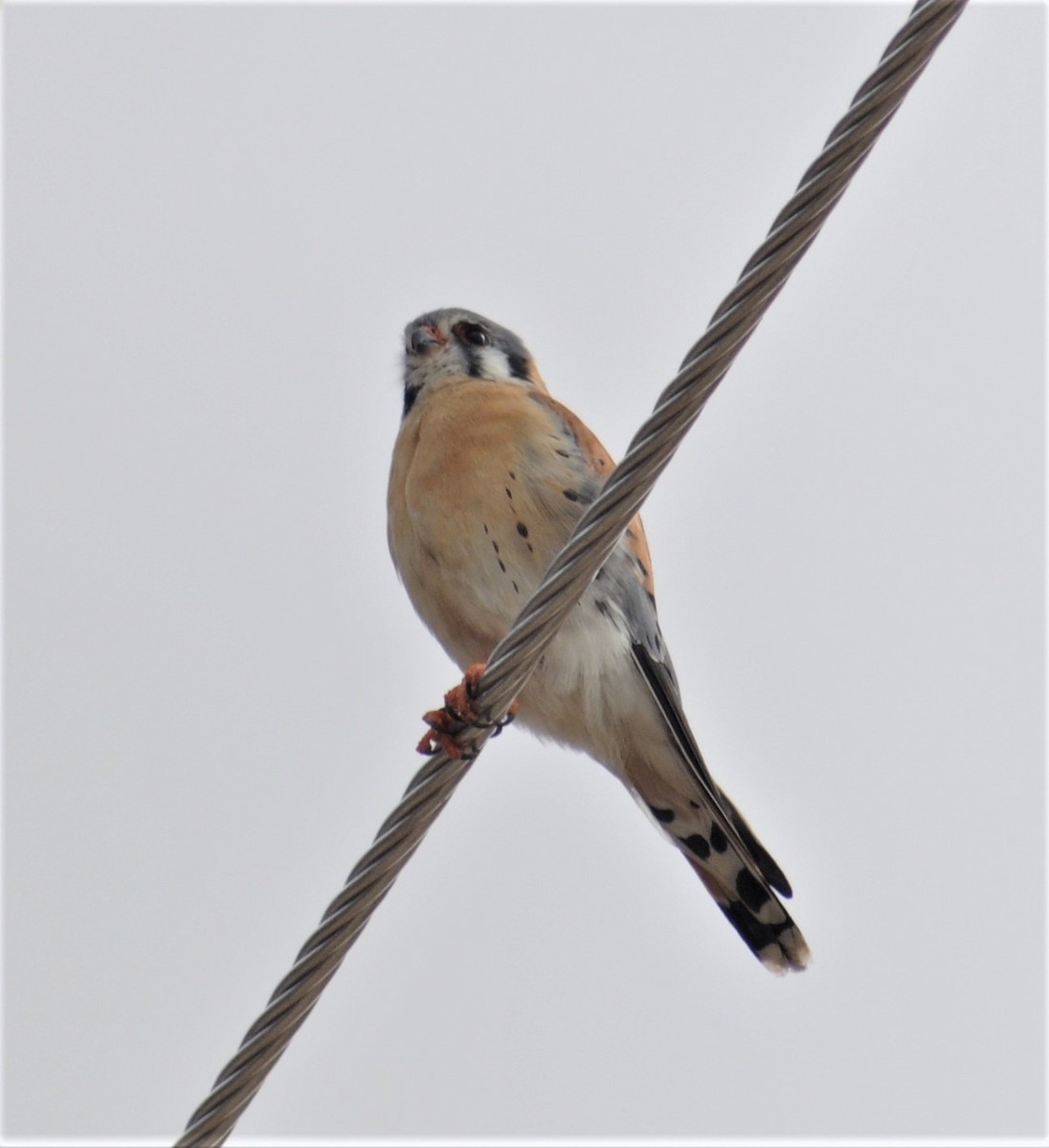 American Kestrel - ML284439601