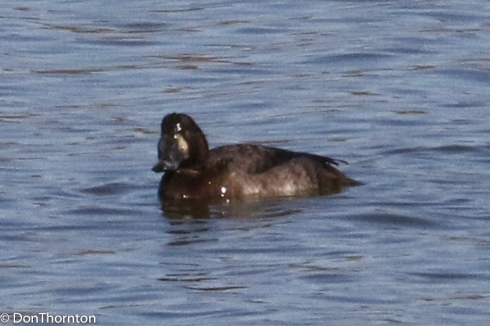 Murgilari handia - ML284441331