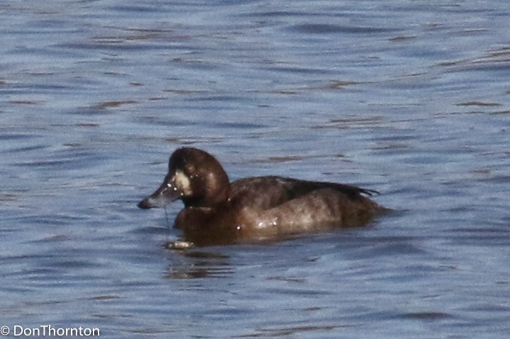 Murgilari handia - ML284441351