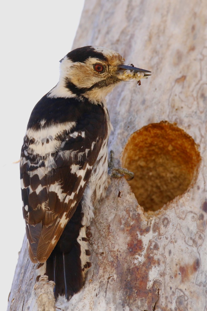 Lesser Spotted Woodpecker - ML284441811