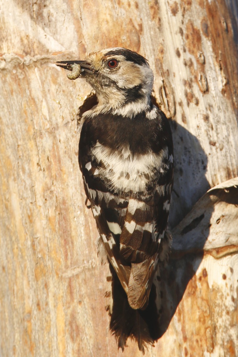 Lesser Spotted Woodpecker - ML284441821